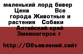 маленький лорд бивер › Цена ­ 10 000 - Все города Животные и растения » Собаки   . Алтайский край,Змеиногорск г.